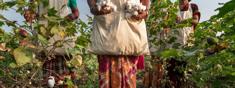 Regenerative Cotton Production Part Of Patagonias Circular Fashion Foundational Principles